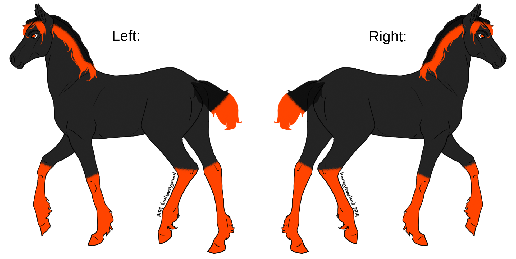 Filly Reference