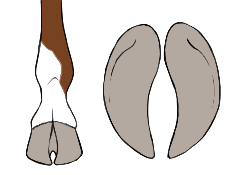 round hooves