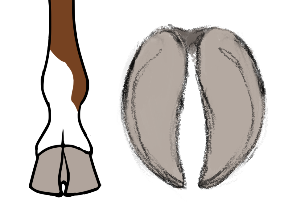 round hooves