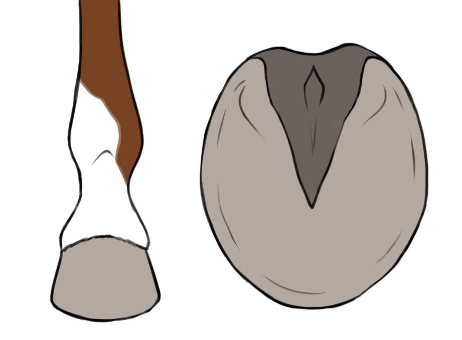 round hooves