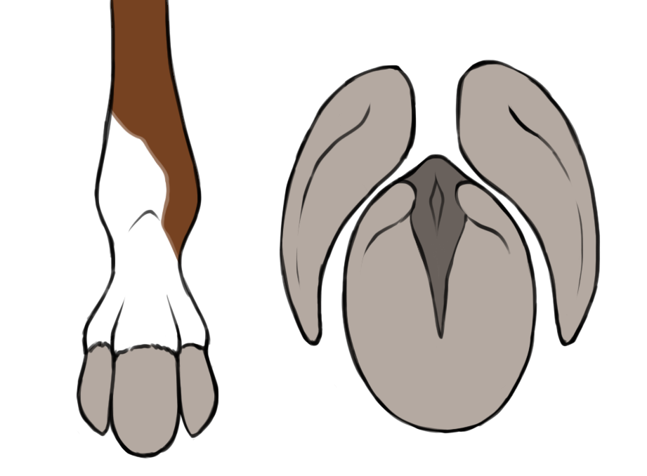 round hooves