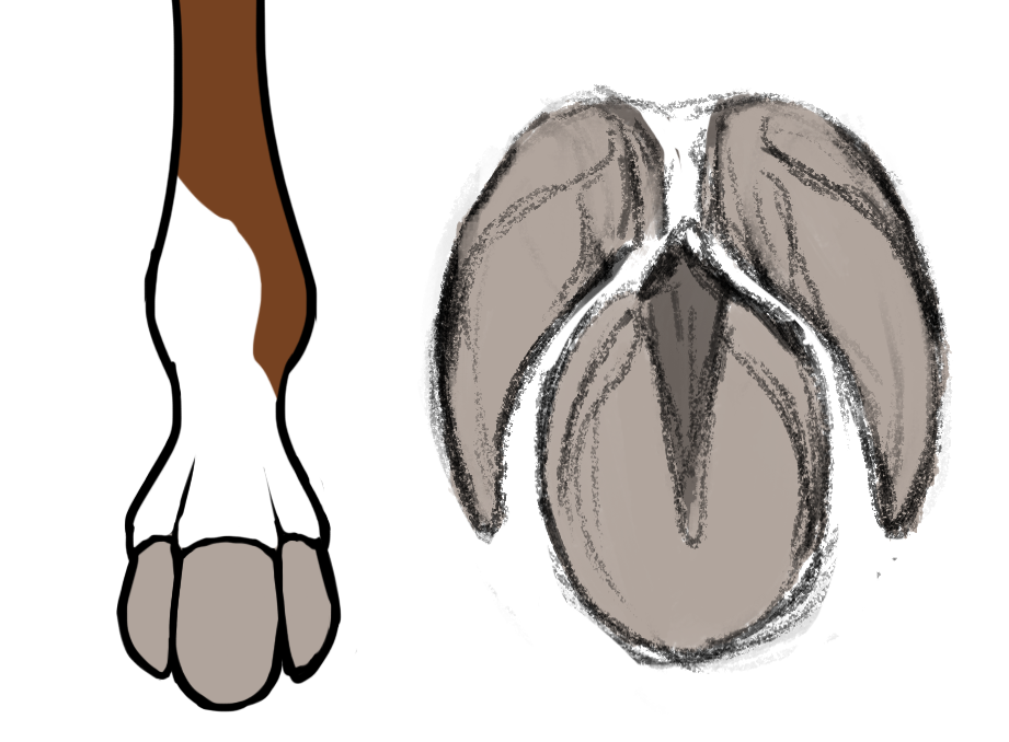 round hooves
