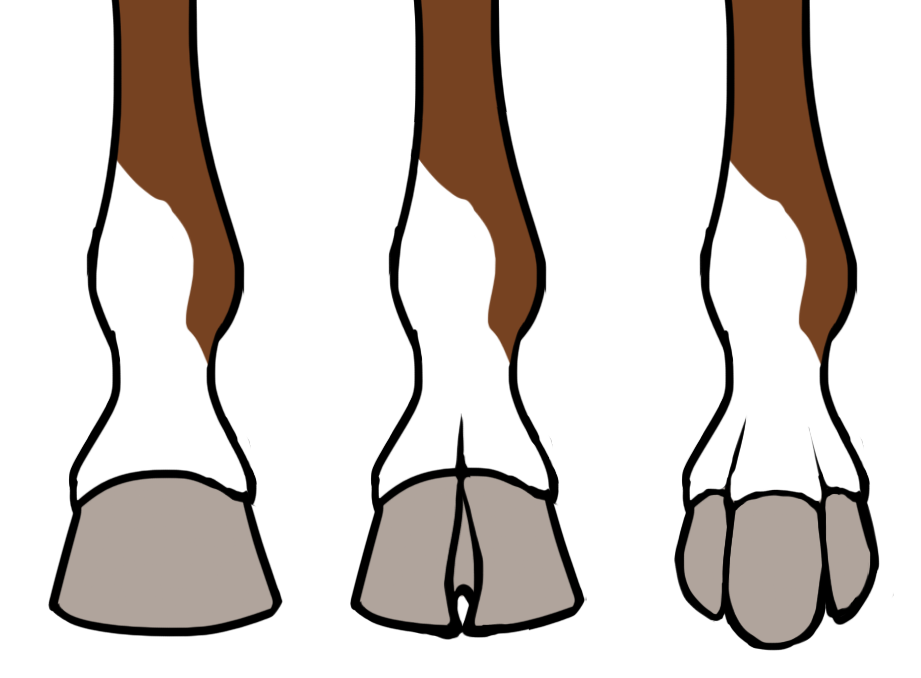Preview image for hoof guide