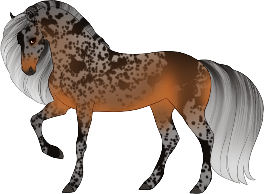 Silver seal bay (merle on black points only)