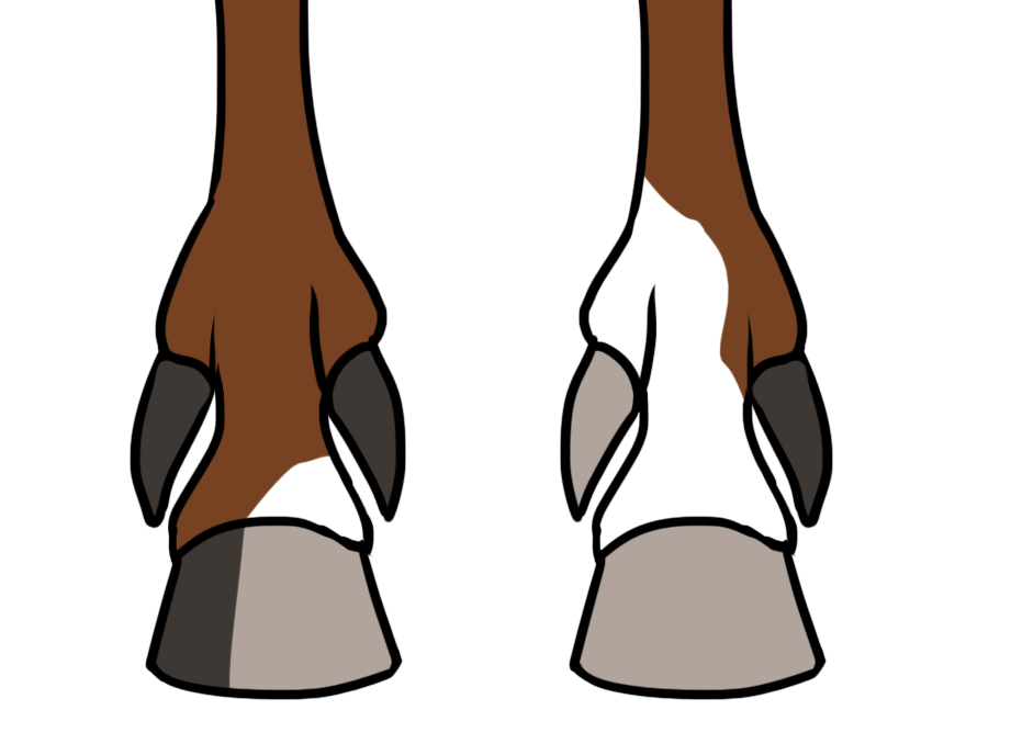 Chestnut with polydactyly (inner + outer)