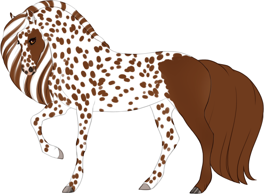 Mismarked leopard appaloosa