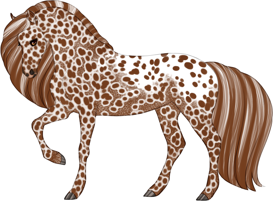 Peacock leopard appaloosa with blanket