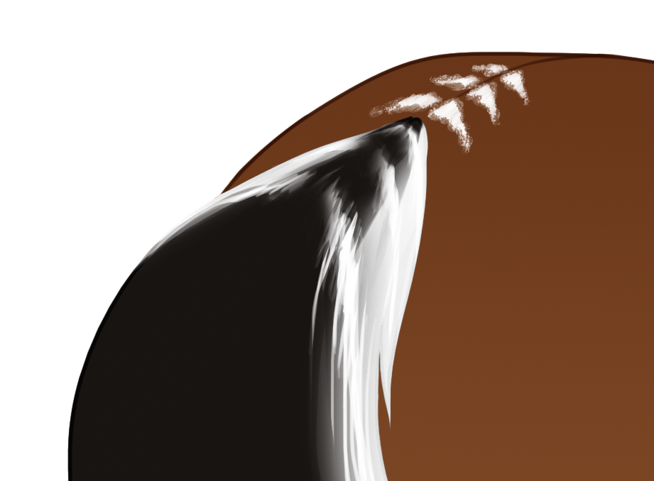 Skunk tail with raccoon stripes