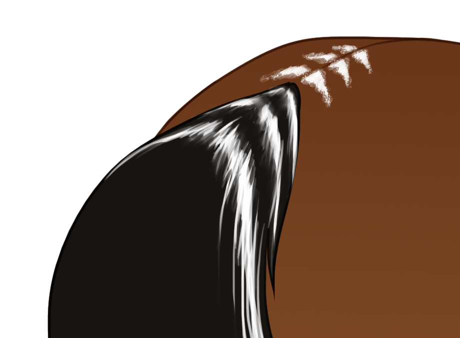 Raccoon tail with white tail stripes